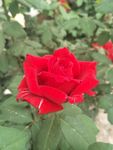 月季花