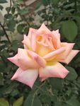 月季花