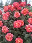 月季花