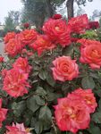 月季花