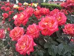 月季花