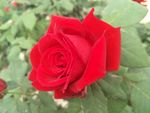 月季花
