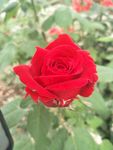 月季花