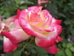 月季花