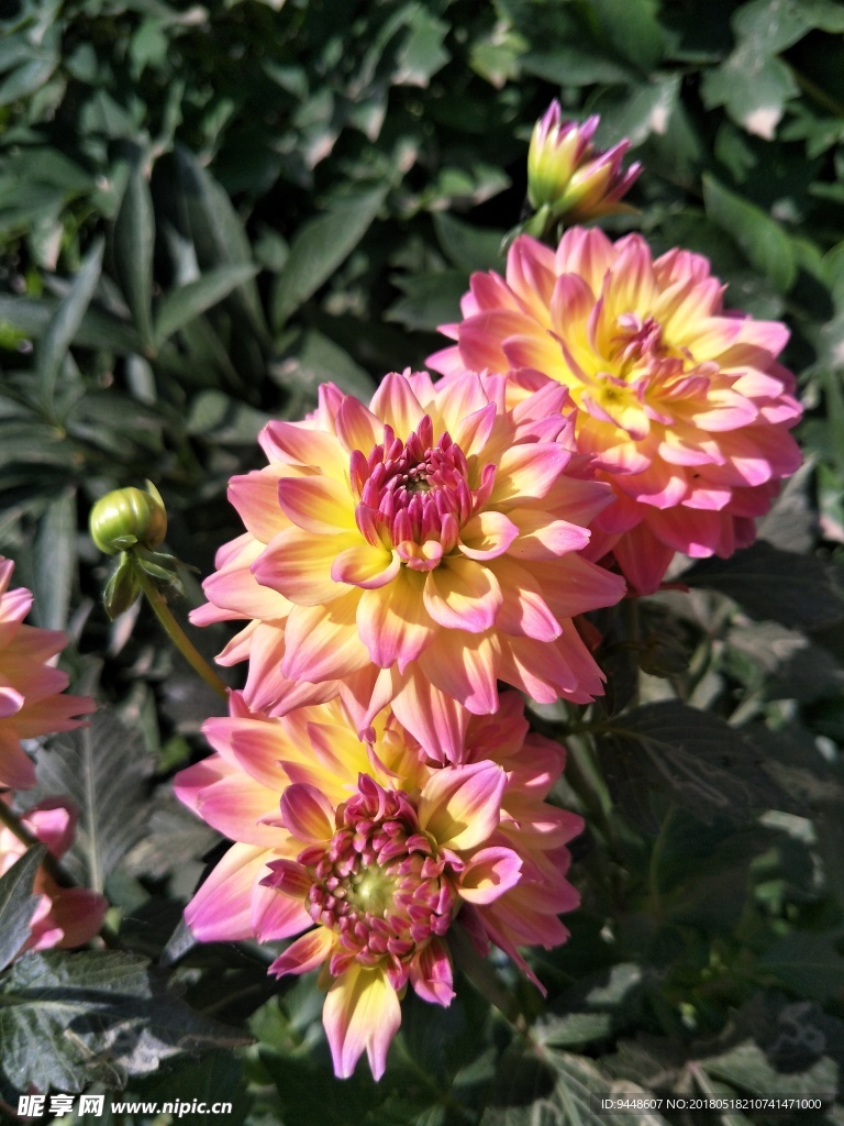 小丽菊