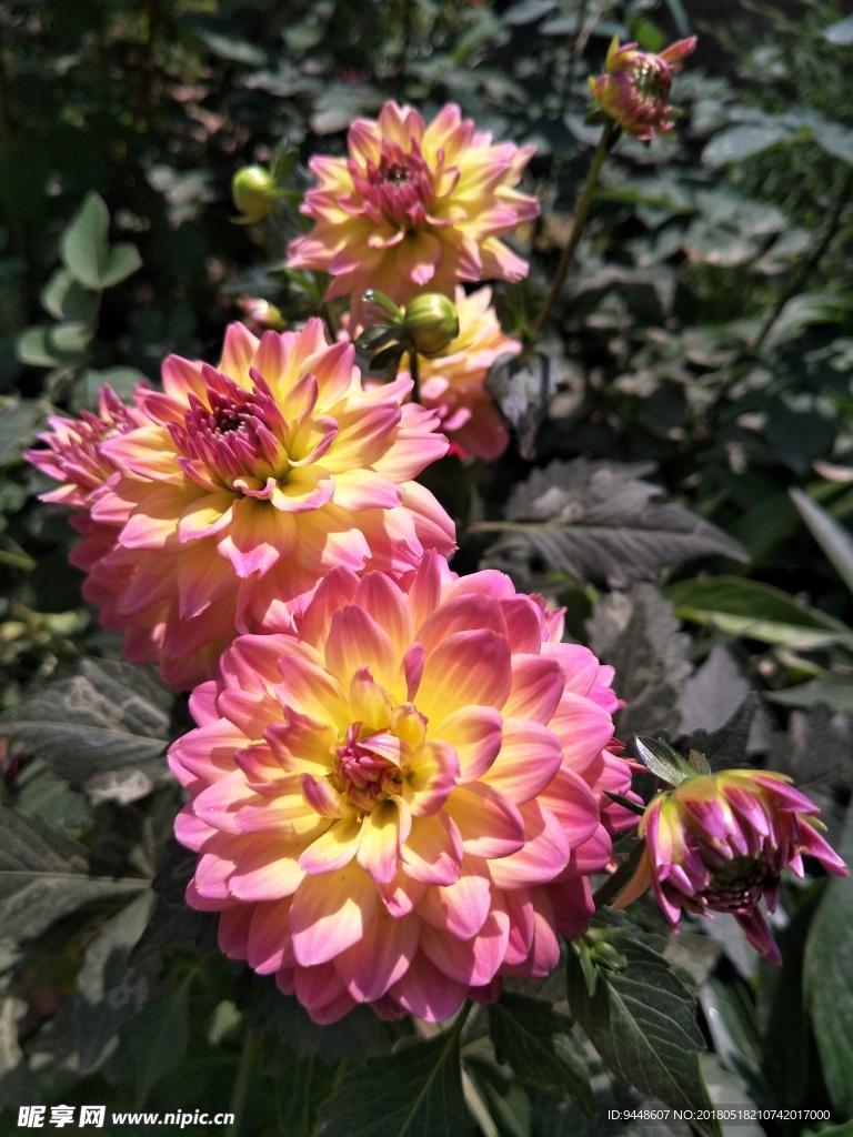 小丽菊