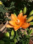百合花