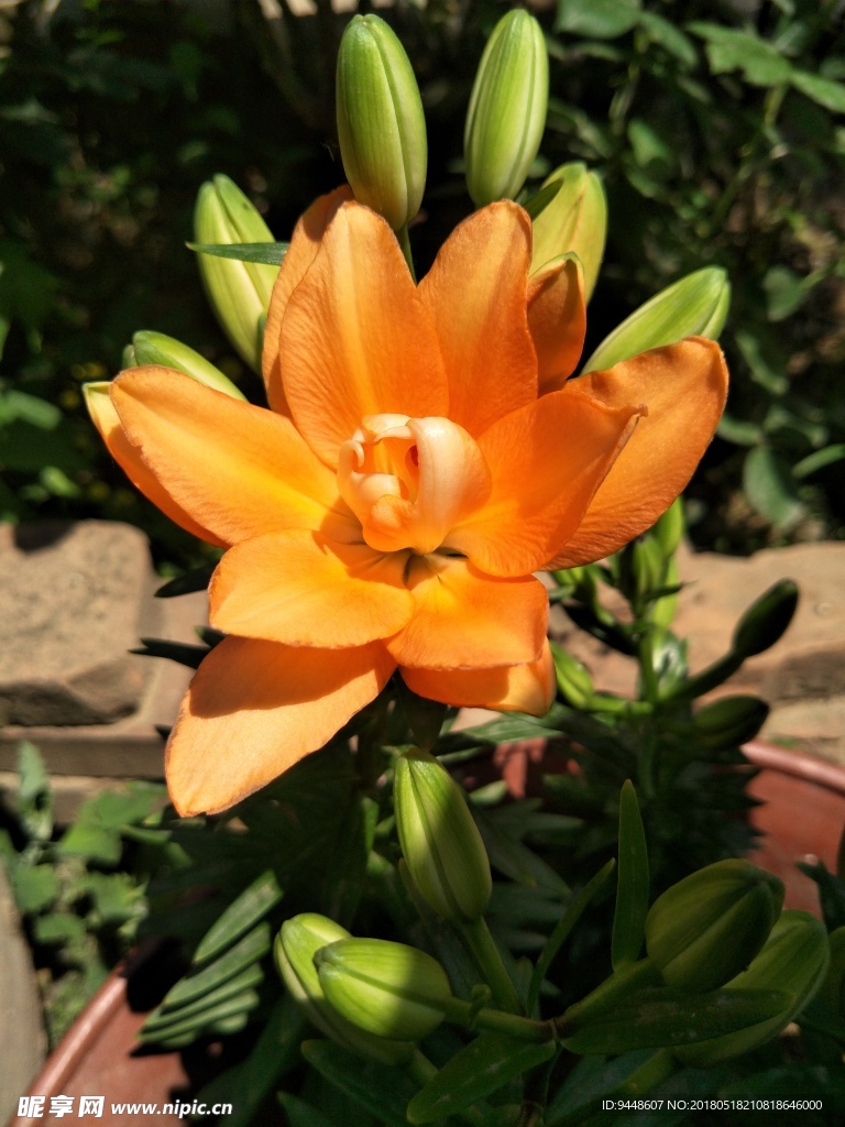 百合花