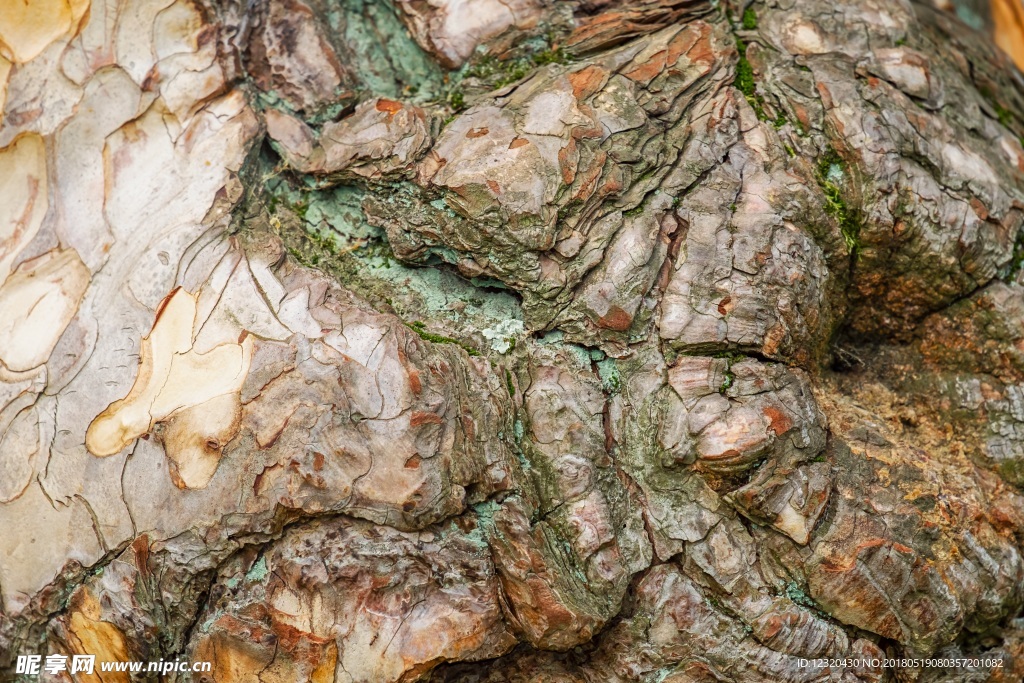 树皮