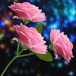 粉色月季