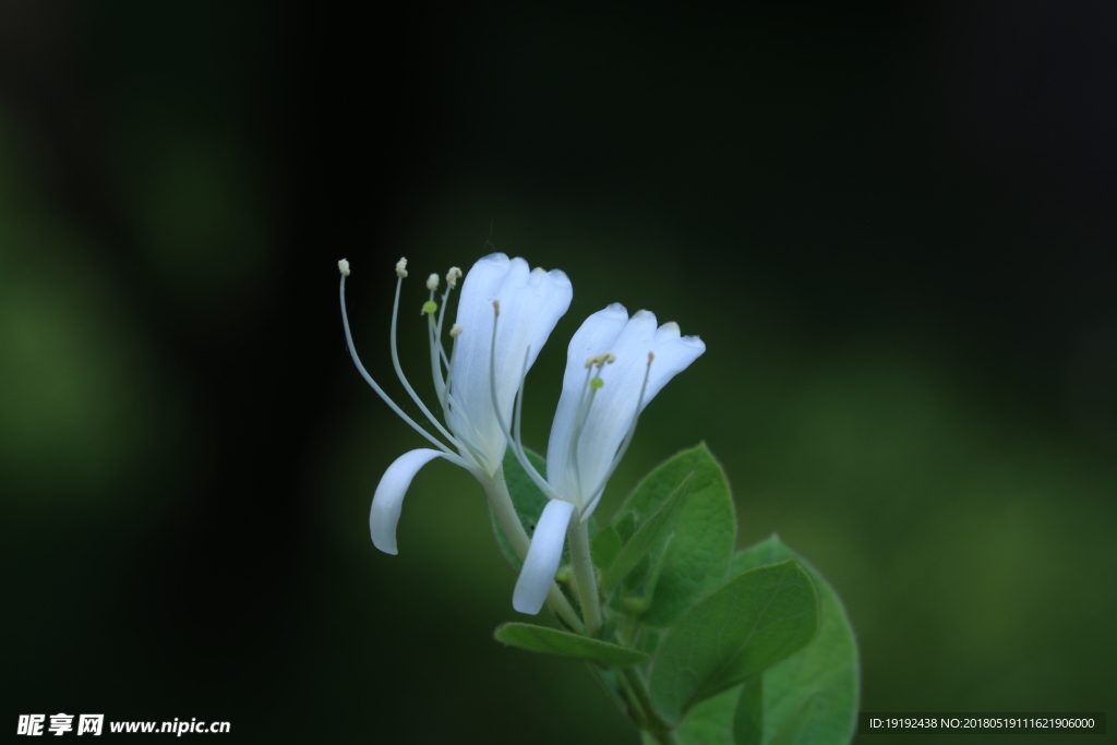 金银花