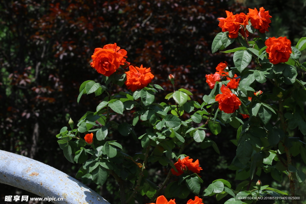 月季花