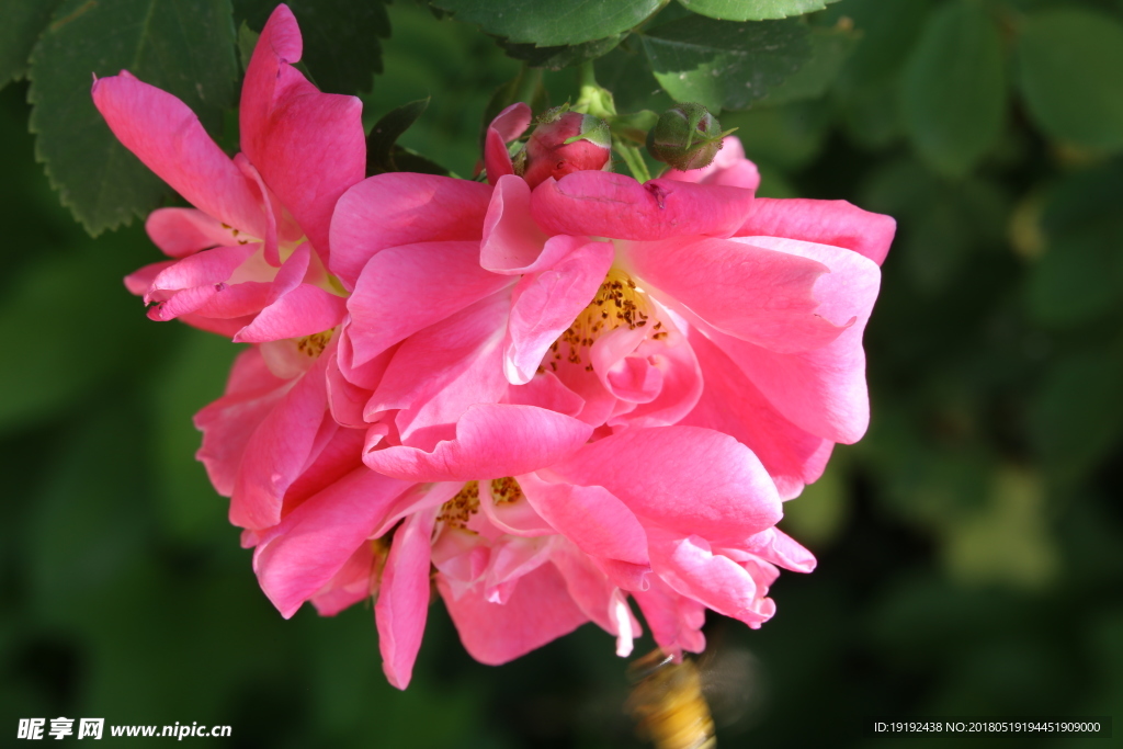 月季花