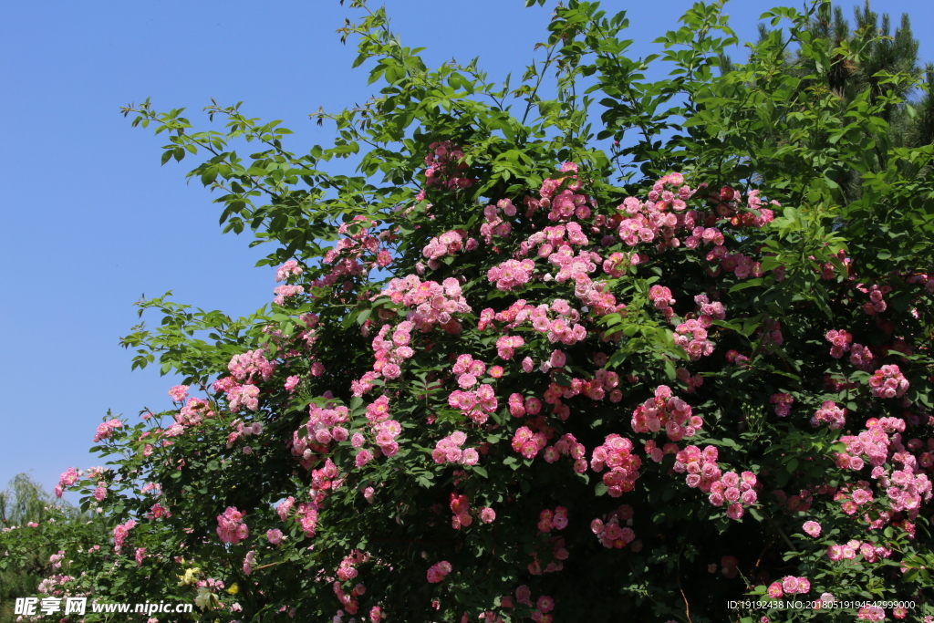 月季花