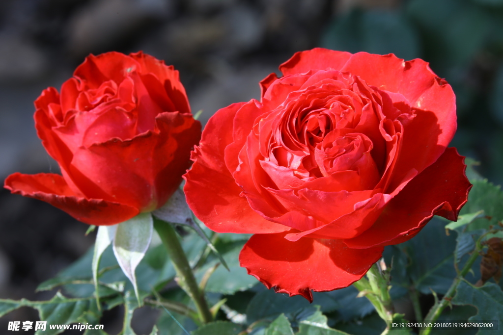月季花