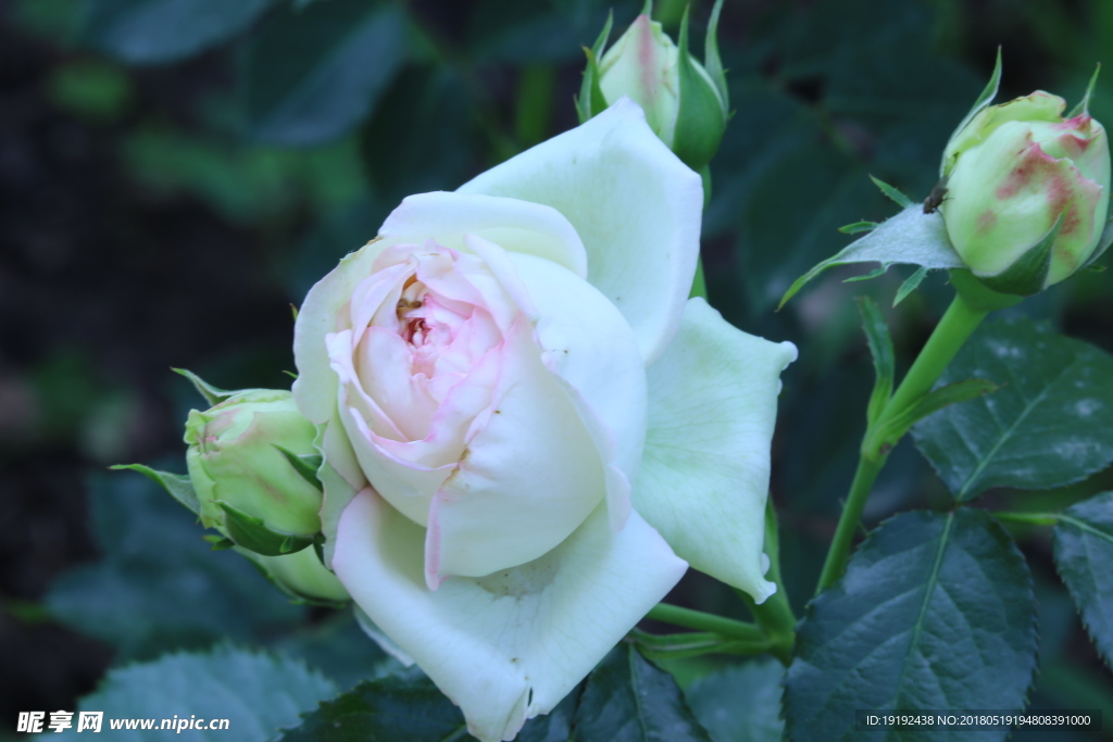 月季花