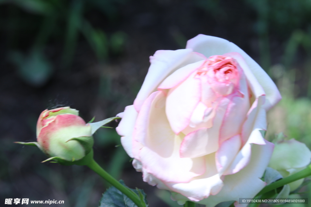 月季花