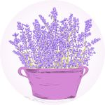 薰衣草