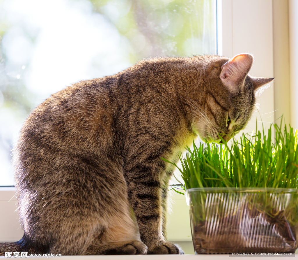 猫