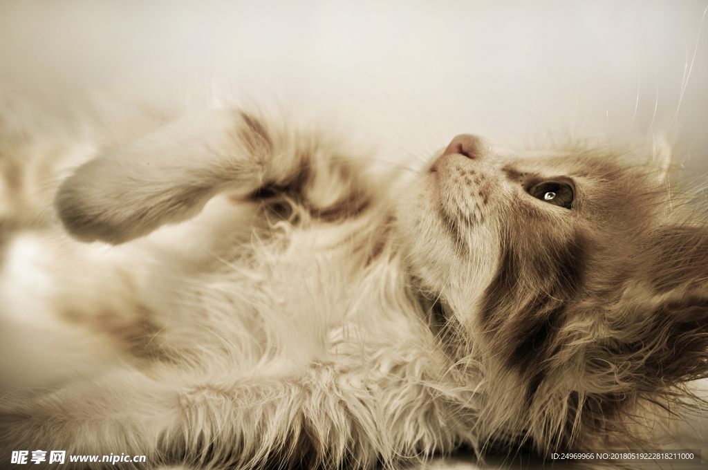 猫
