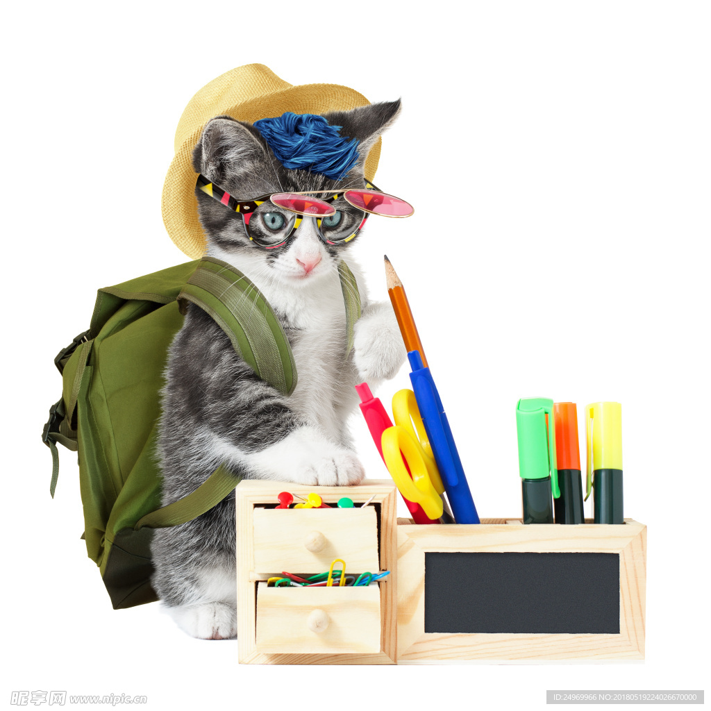猫