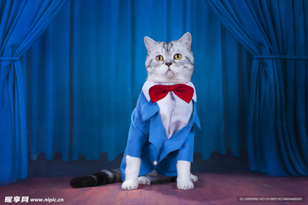 猫