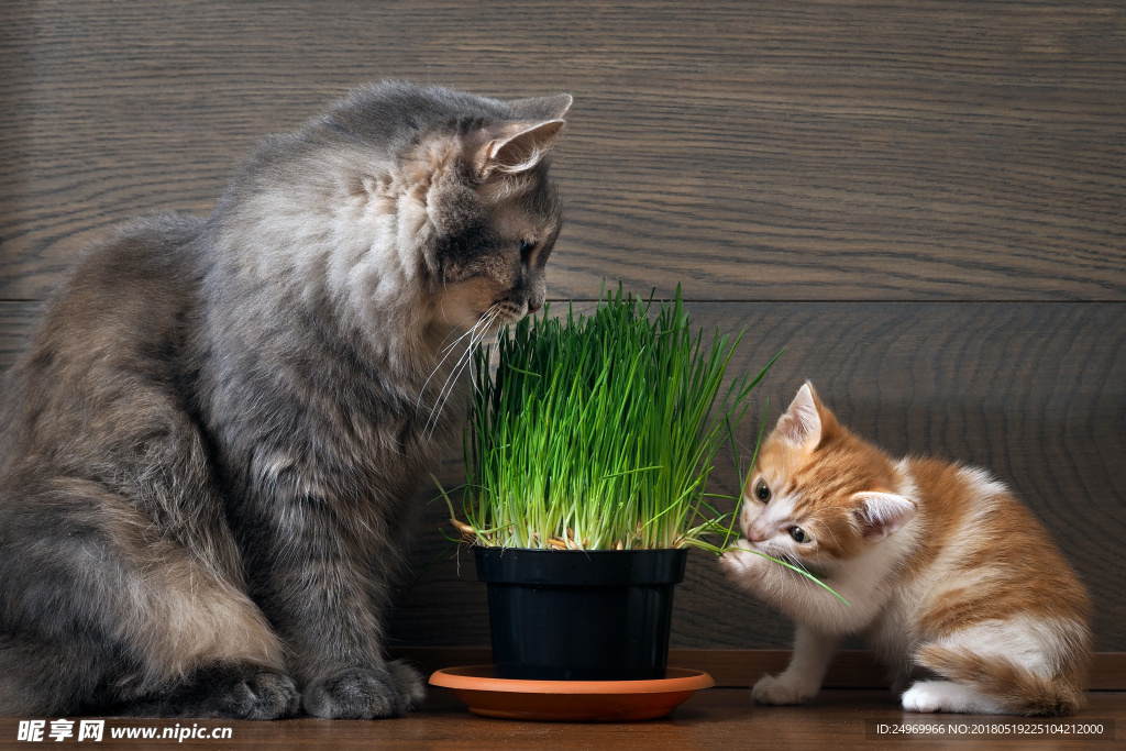 猫