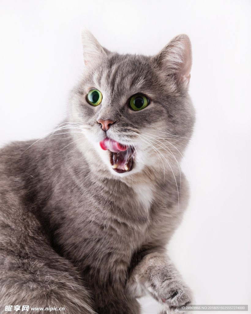猫
