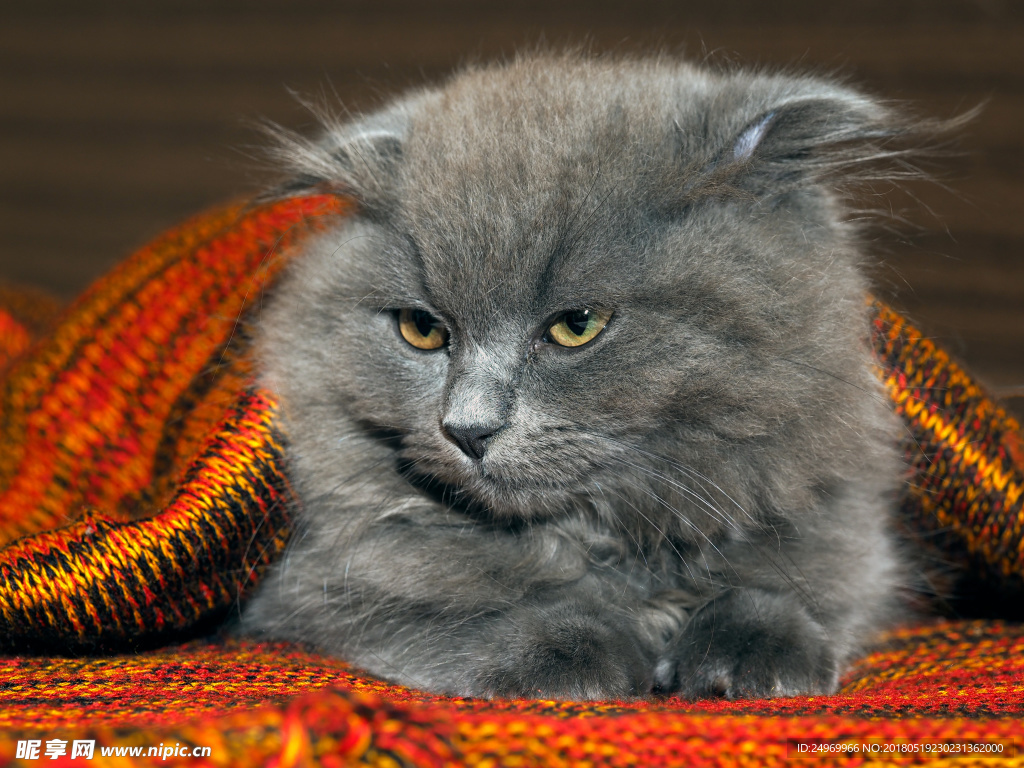 猫