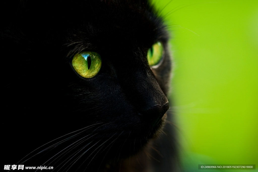 猫
