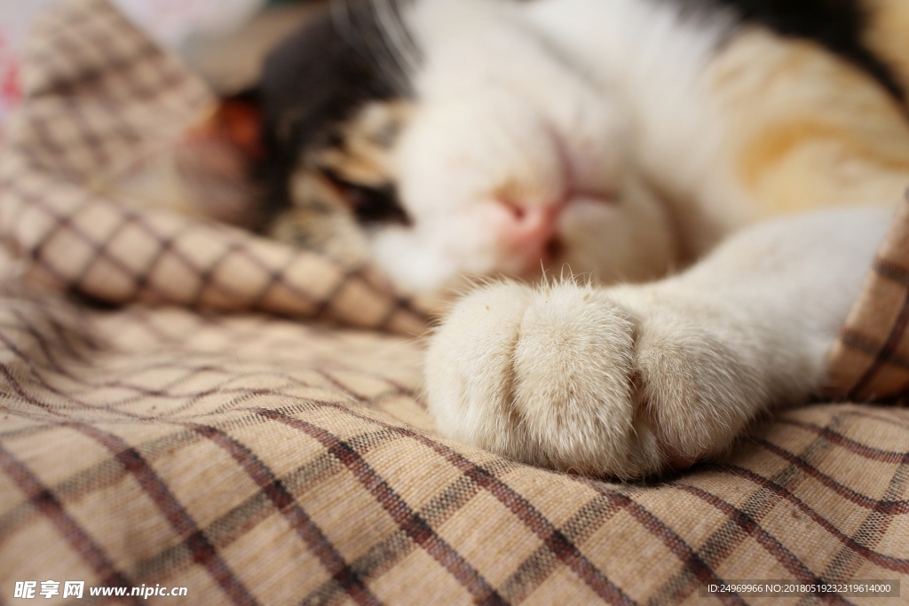 猫