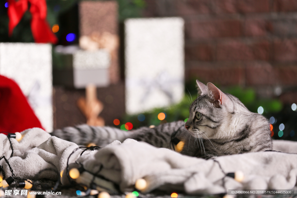 猫