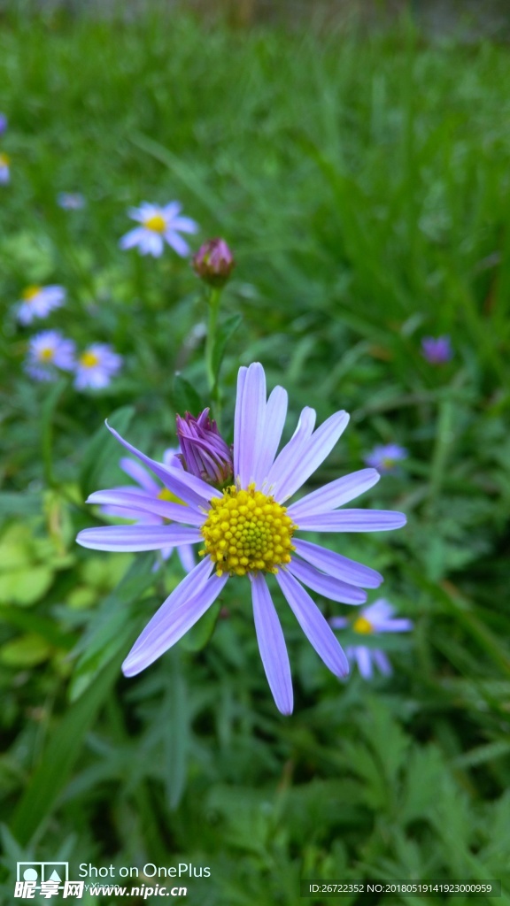 微距花草