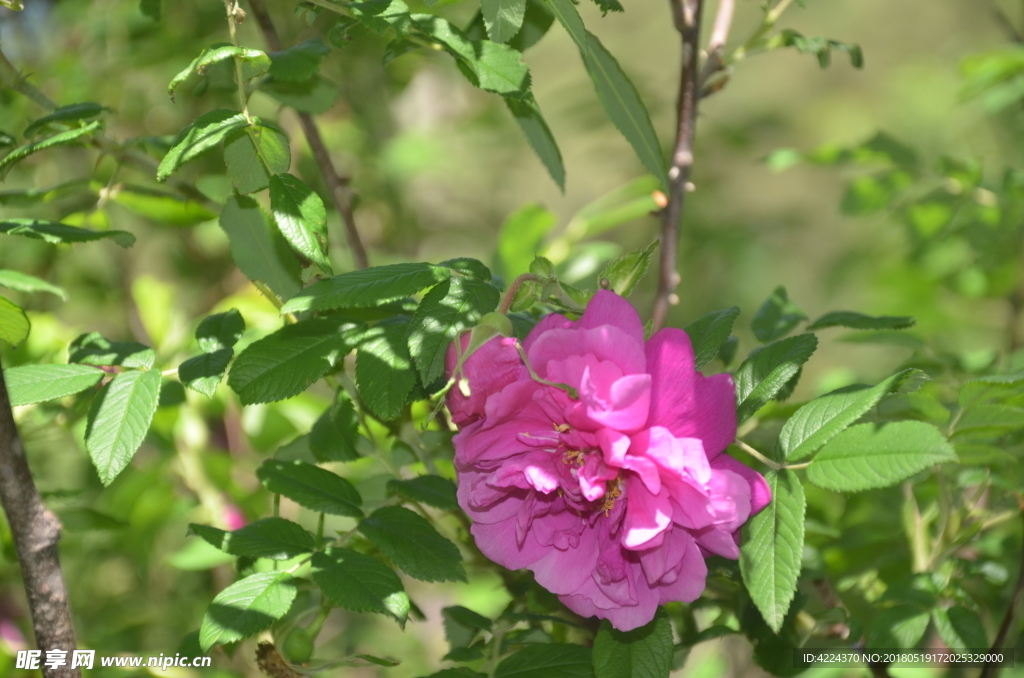 刺玫花