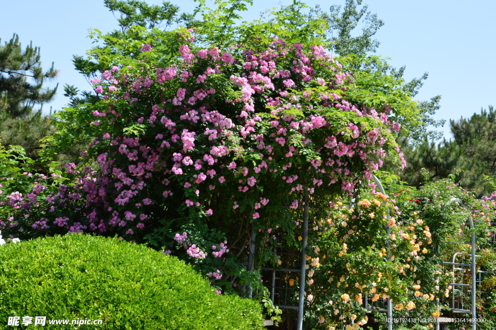 月季花