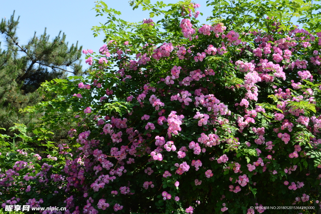 月季花
