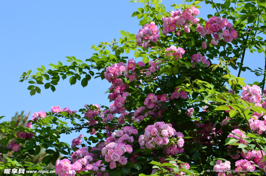 月季花