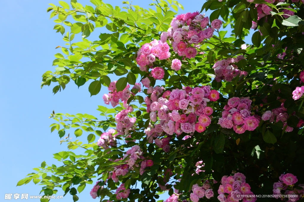月季花