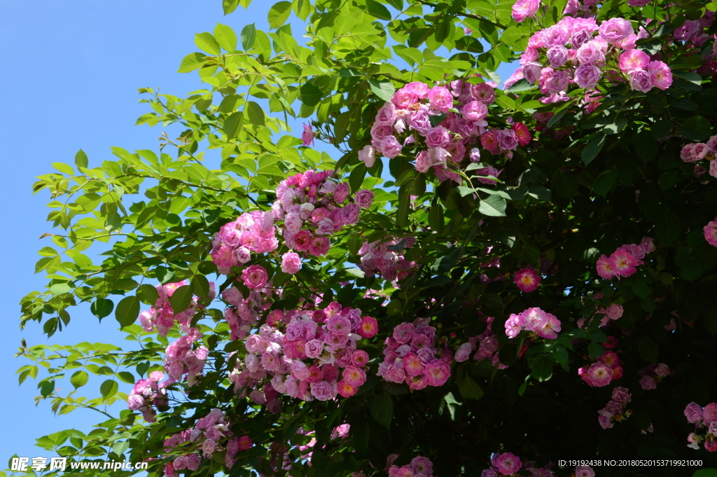 月季花