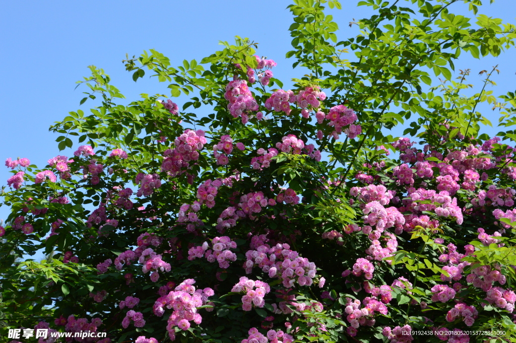 月季花