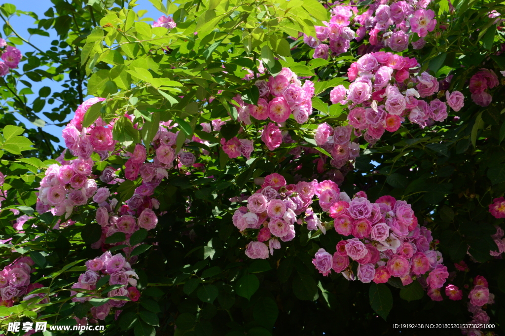 月季花