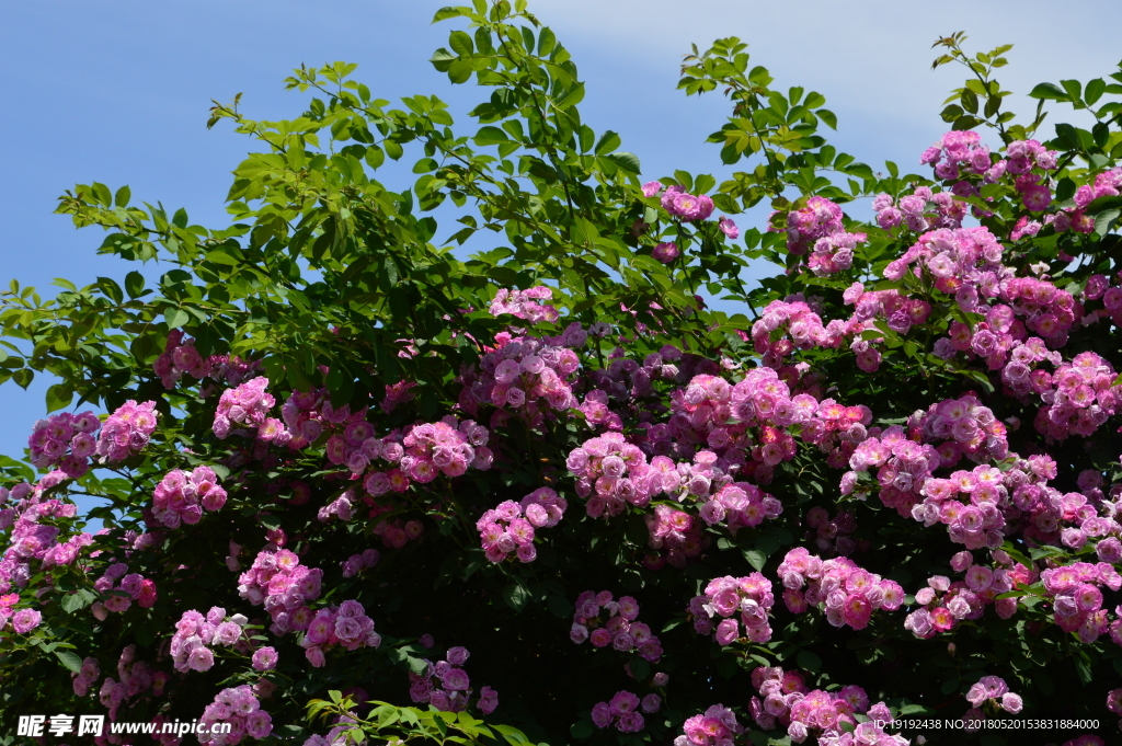 月季花