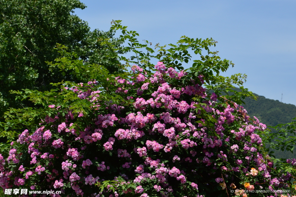 月季花