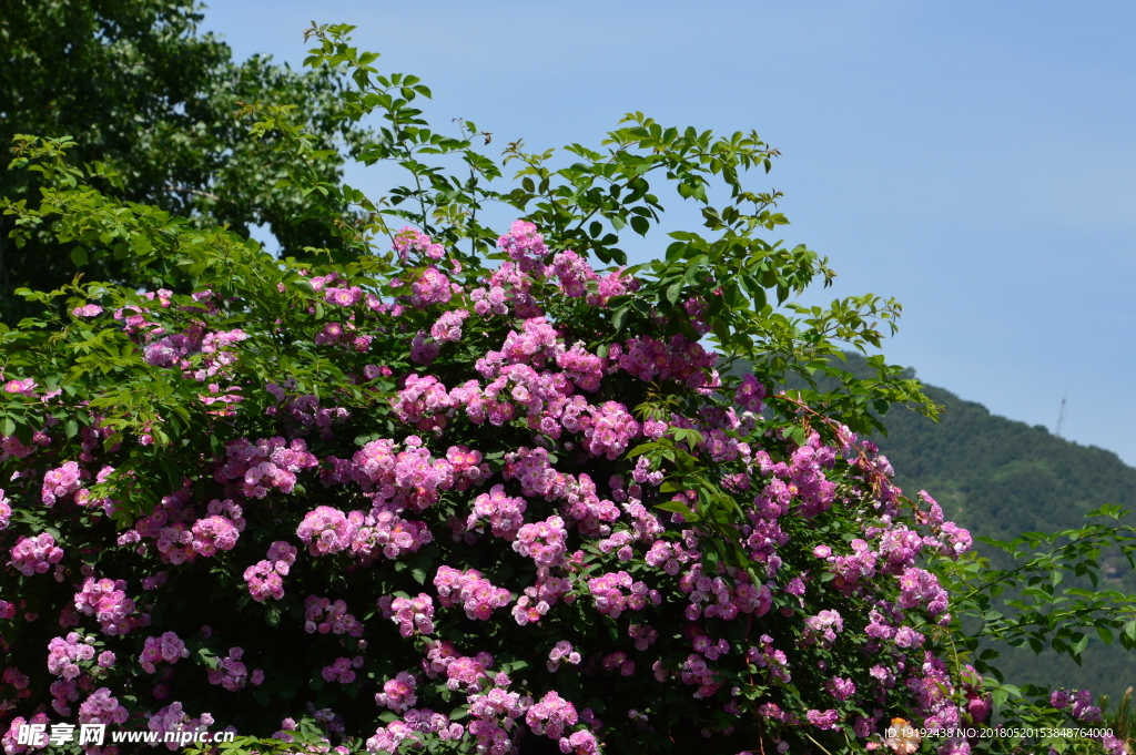 月季花