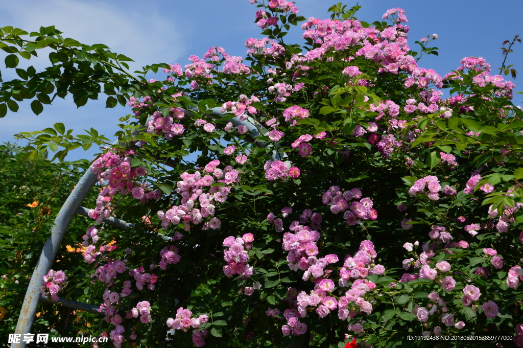 月季花