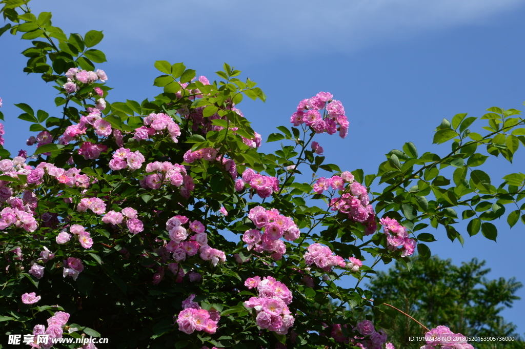月季花