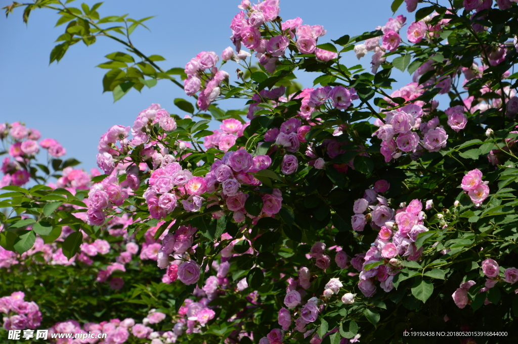 月季花