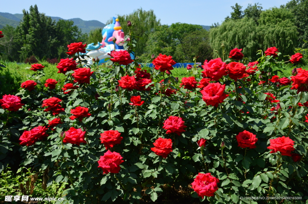 月季花