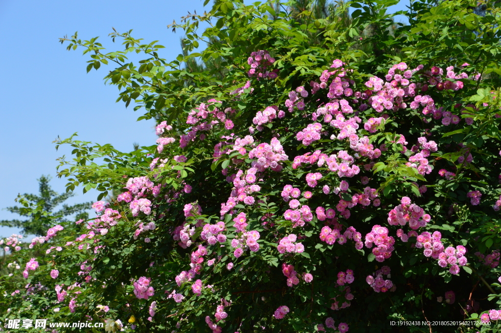 月季花