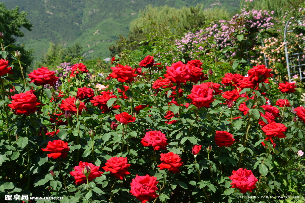 月季花